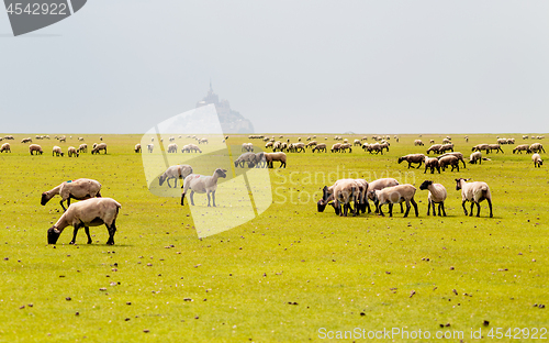 Image of Sheeps eating grass in Mont Saint Michel bay