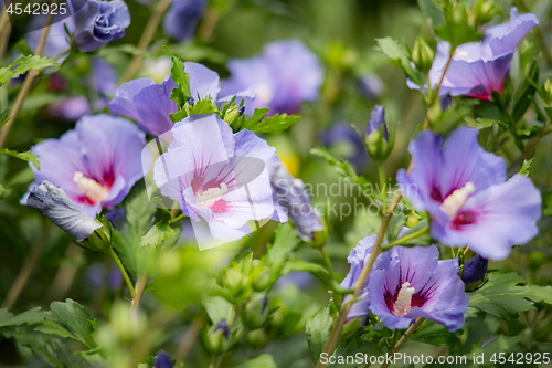 Image of Purple hibiscus flower