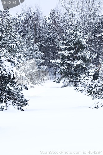 Image of Winter landscape