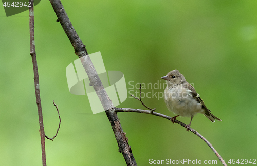 Image of Common chaffinch (Fringilla coelebs) female