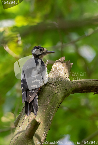 Image of Great spotted woodpecker (Dendrocopos major) female