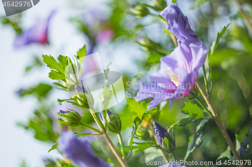 Image of Purple hibiscus flower and shallow deptch