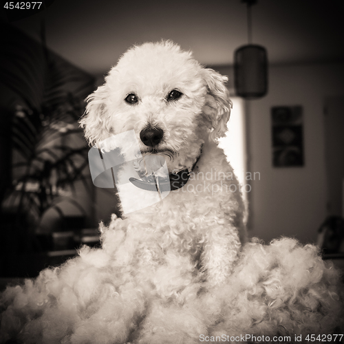 Image of Dog after grooming