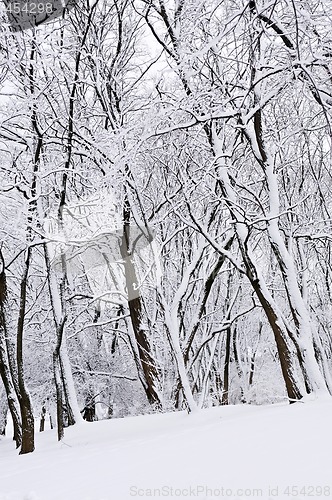 Image of Winter park landscape