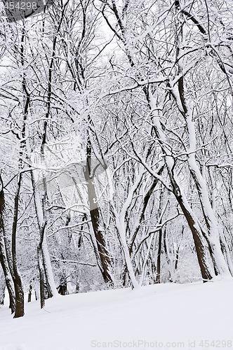 Image of Winter park landscape