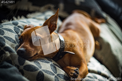 Image of Miniature pinscher dog on sofa