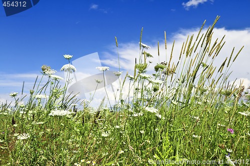 Image of Summer meadow