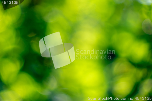 Image of Abstract yellow green blurred background with bokeh circles.Crea