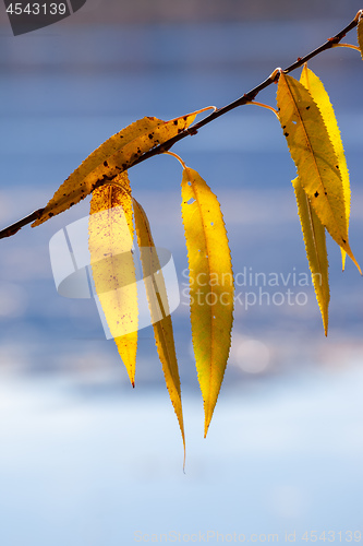 Image of autumn leaf at the lake