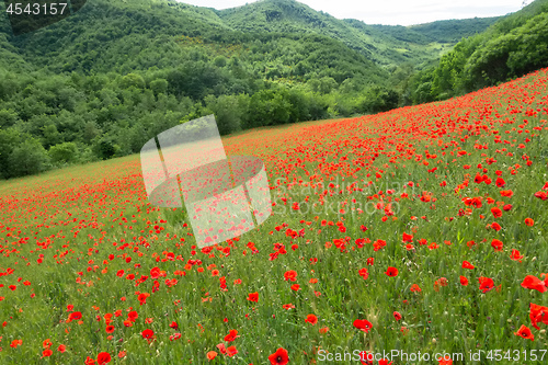 Image of poppy field