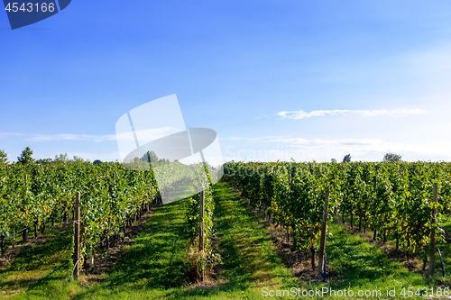 Image of typical vineyard in northern Italy Trentino
