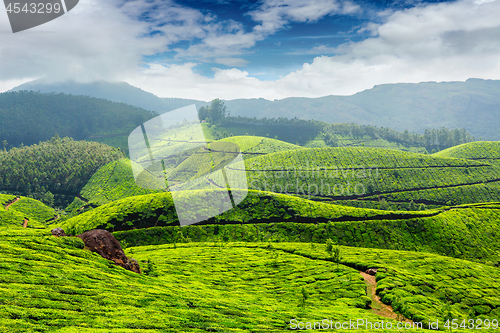 Image of Tea plantations, India