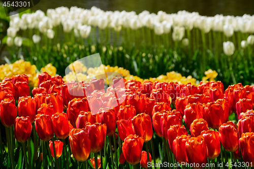 Image of Blooming tulips flowerbed in Keukenhof flower garden, Netherland