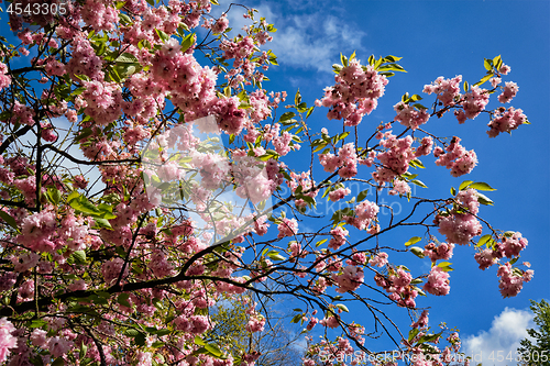 Image of Blooming tree branch in Keukenhof flower garden, Netherlands