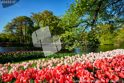 Image of Blooming tulips flowerbeds in Keukenhof flower garden, Netherlan