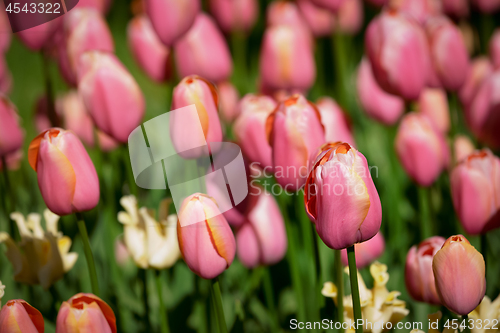 Image of Blooming tulips flowerbed in Keukenhof flower garden, Netherland