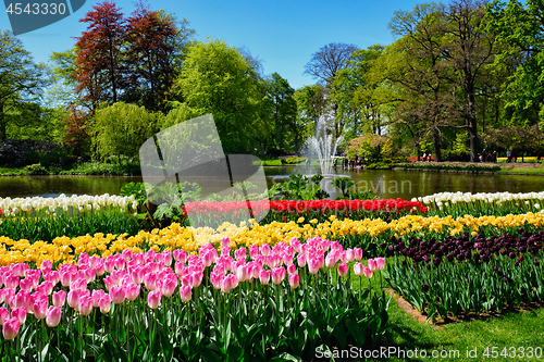 Image of Blooming tulips flowerbed in Keukenhof flower garden, Netherland