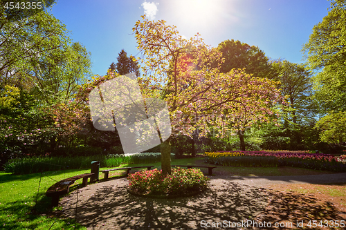 Image of Blooming tree in Keukenhof flower garden, Netherlands