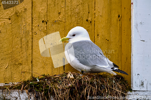 Image of Seagull bird close up