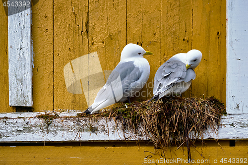 Image of Seagull bird close up