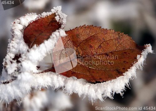 Image of leaf