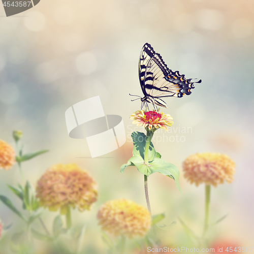 Image of Swallowtail butterfly on colorful zinnia flowers