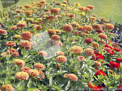 Image of Beautiful colorful zinnia elegans flowers in bloom