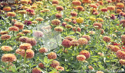 Image of Beautiful colorful zinnia elegans flowers in bloom