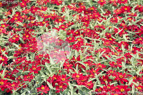 Image of Beautiful red zinnia  flowers in bloom