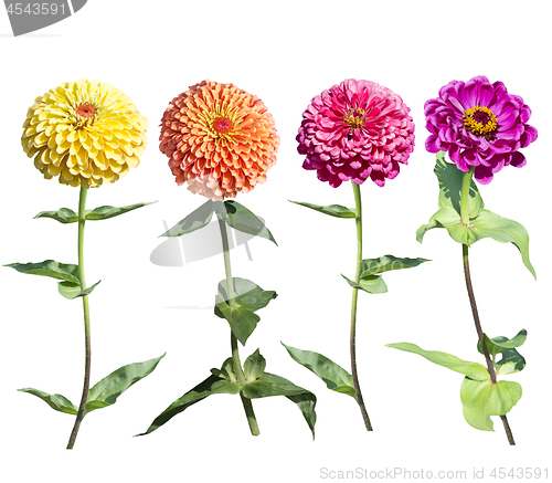 Image of Beautiful colorful zinnia elegans flowers in bloom on white back