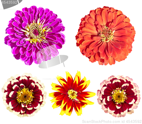 Image of Beautiful colorful zinnia elegans flowers in bloom on white back