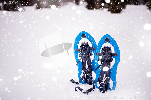 Image of Blue snowshoes in fresh show