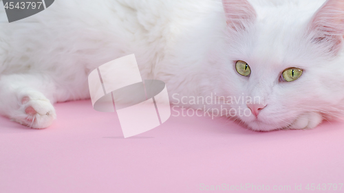 Image of Delicate pastel pink background with a place for text below and a fluffy white cat on top.