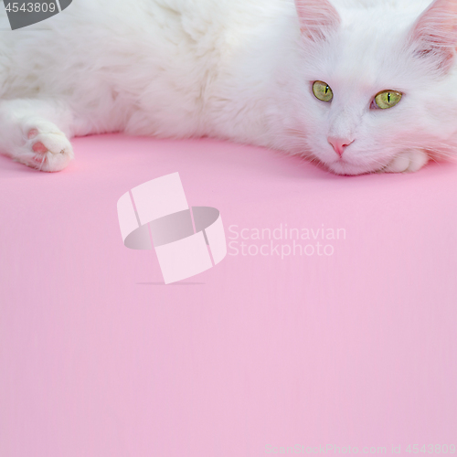 Image of Delicate pastel pink background with a place for text below and a fluffy white cat on top.