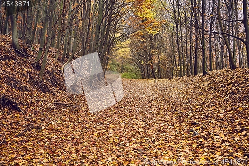 Image of Autumn forest path