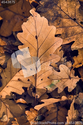 Image of Fallen autumn leaves