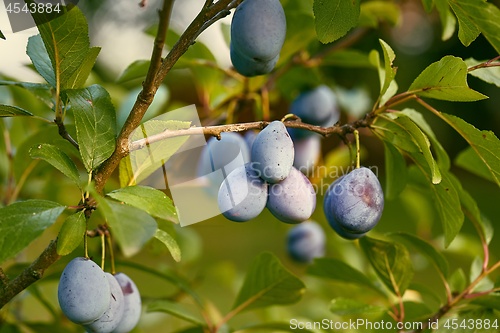 Image of Plum tree closeup