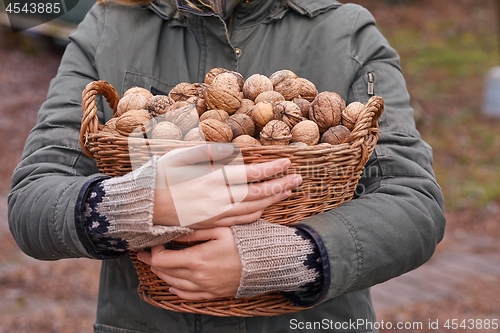 Image of Collecting walnuts in a basket