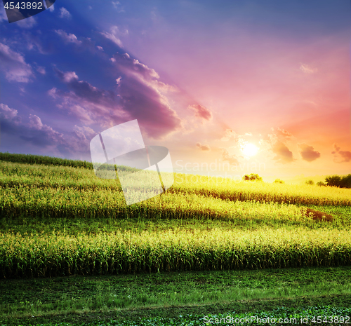 Image of The corn field at a sunset