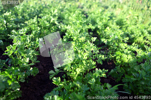 Image of green parsley on field