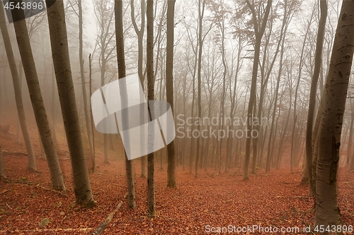 Image of Autumn Forest Fog