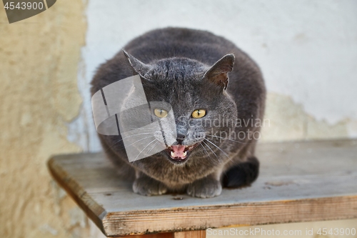 Image of Cat being a bench