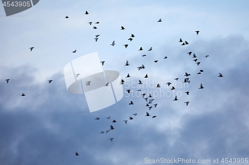 Image of Birds flying in cloudy sky