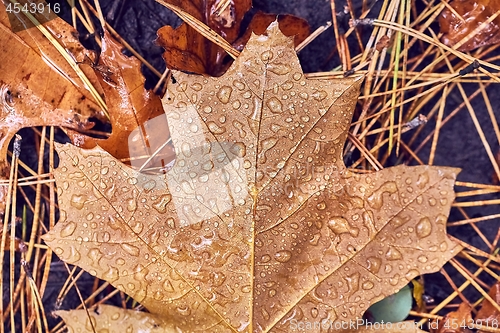 Image of Autumn leaf on ground with raindrops