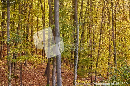 Image of Autumn colors in a forest