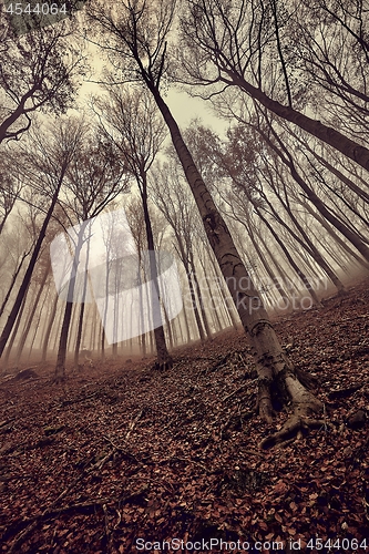 Image of Bare trees against gloomy sky