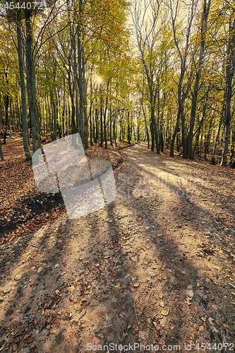 Image of Autumn forest path between trees