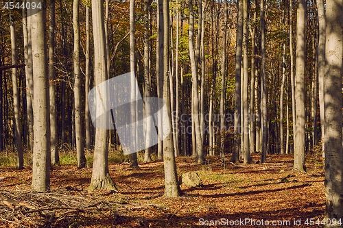 Image of Autumn colors in a forest