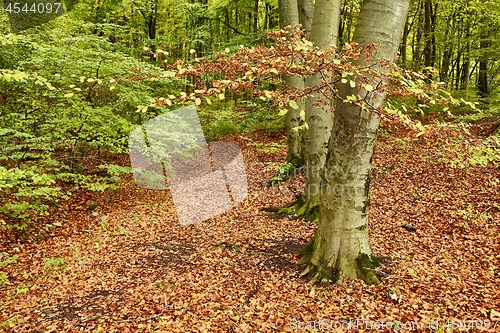 Image of Autumn colors in a forest