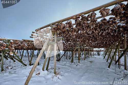 Image of Drying flakes for stockfish cod fish in winter. Lofoten islands,